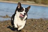 CORGI CARDIGAN 177